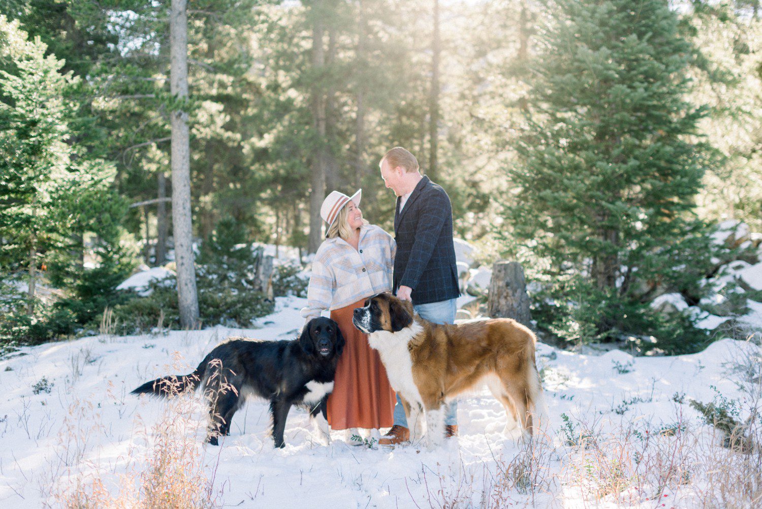 Engagement photos with St. Bernard Dogs at Officer's Gulch.